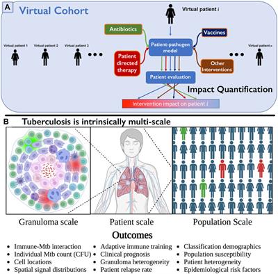 A framework for multi-scale intervention modeling: virtual cohorts, virtual clinical trials, and model-to-model comparisons